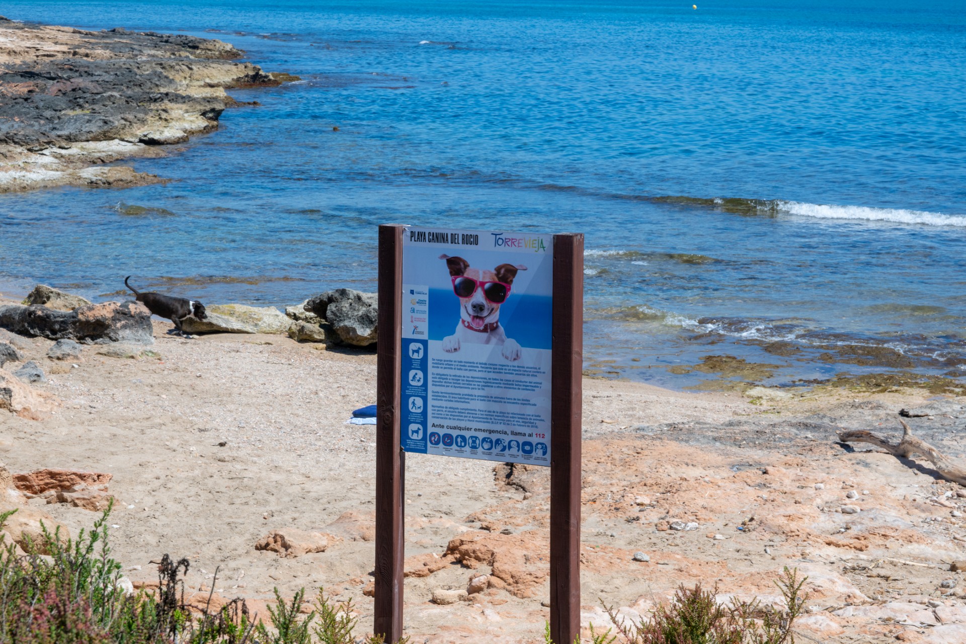 Cala canina
