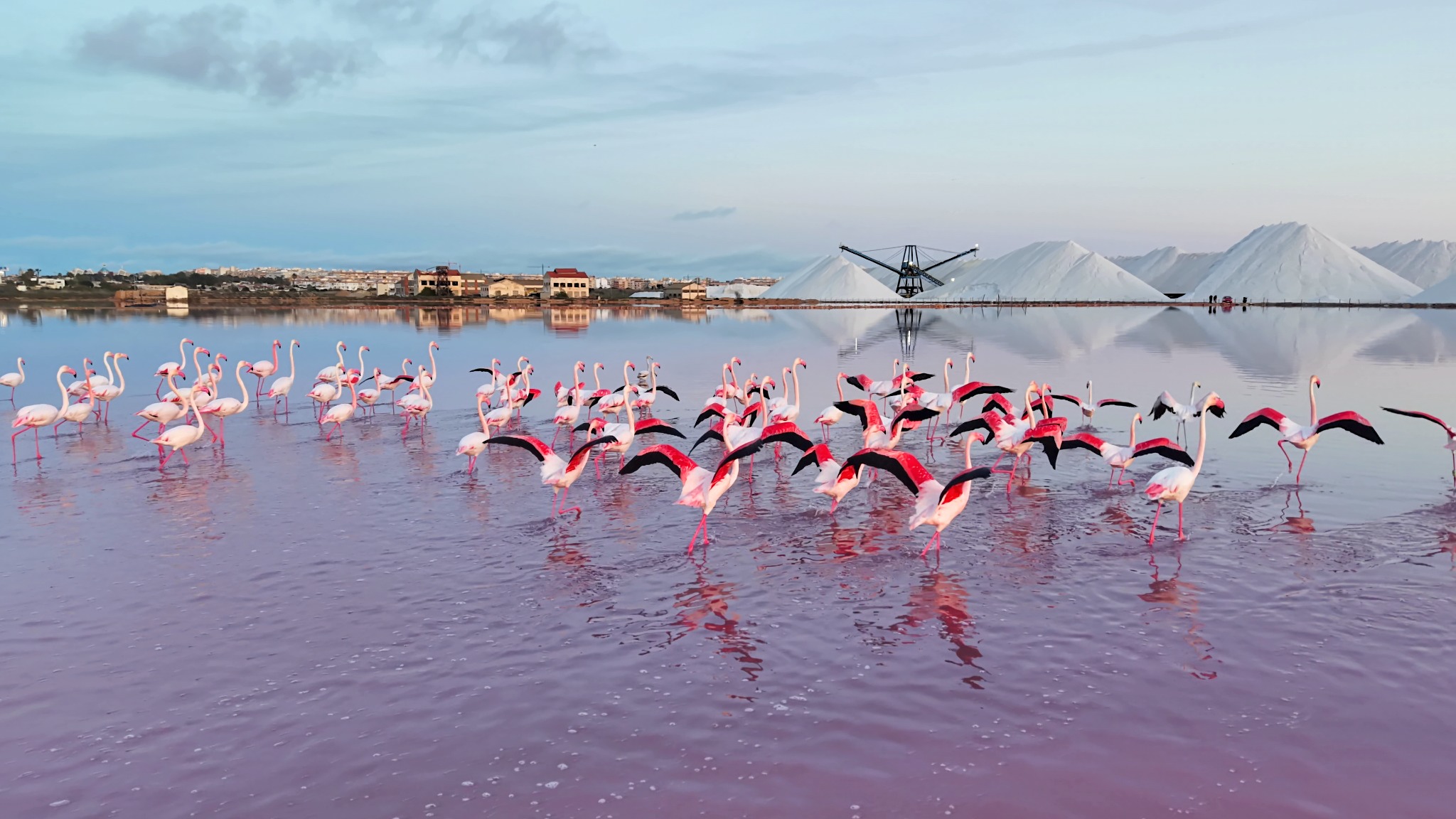 Flamencos en las Salinas