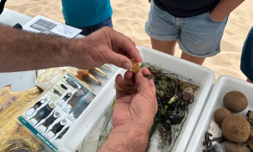 Taller ambiental en la playa de La Mata