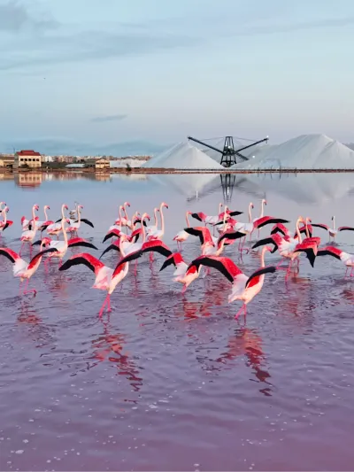 flamencos en la laguna