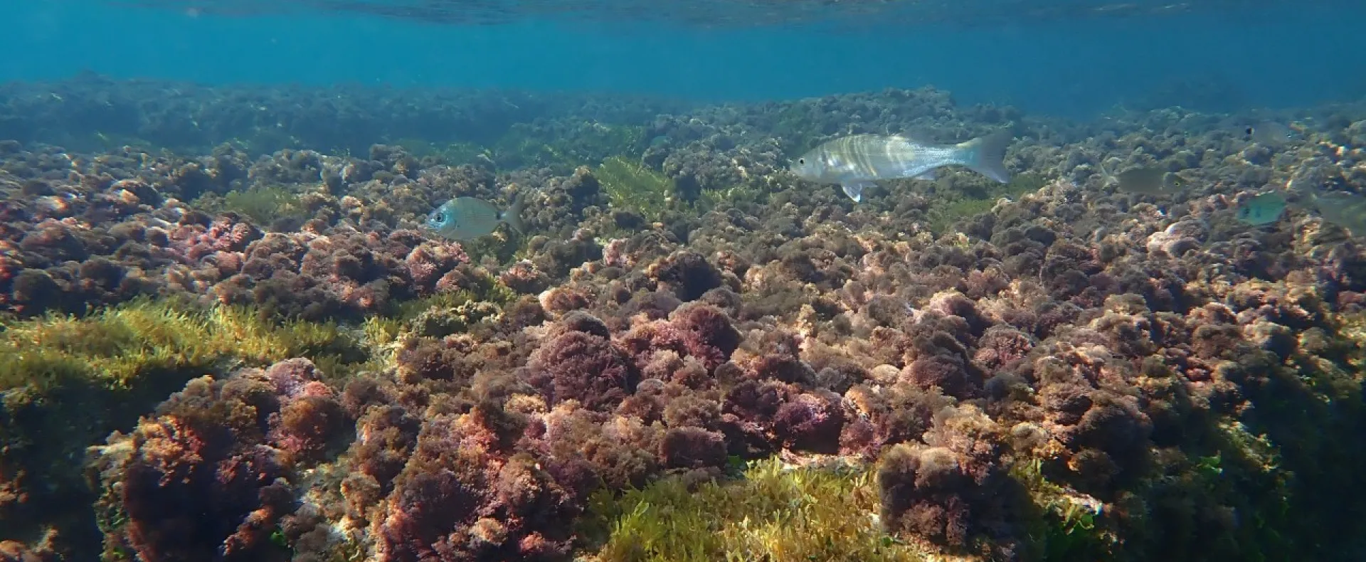 Buceo en Torrevieja