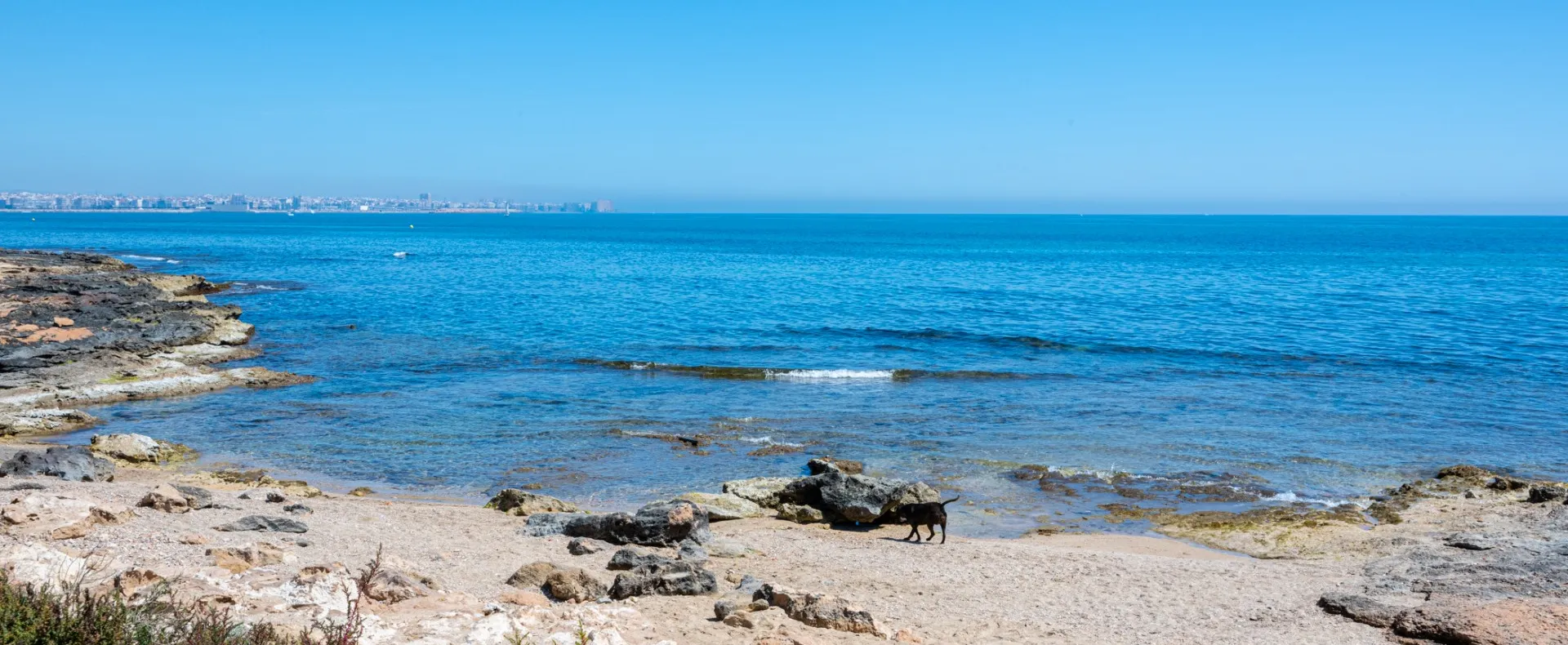 Cala canina